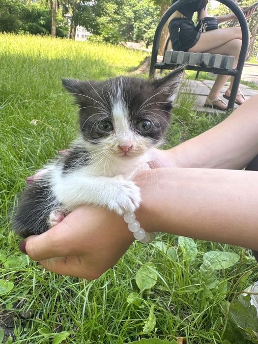 Віддам кошеня в добрі руки