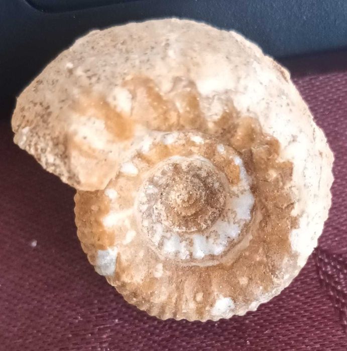 Geodes + fossil