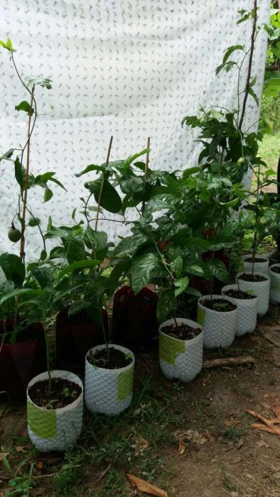 Árvores de Maracujá e Fruto