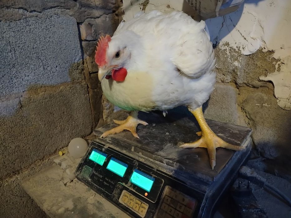 Тушка бройлера домашнього