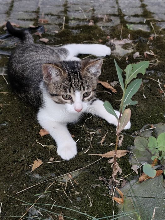 Kotki do adopcji