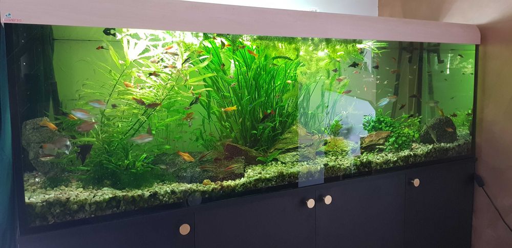 Akwarium cały zestaw 200x60x60