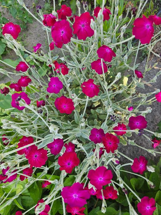 Nadwyżki kwiatów ogrodowych