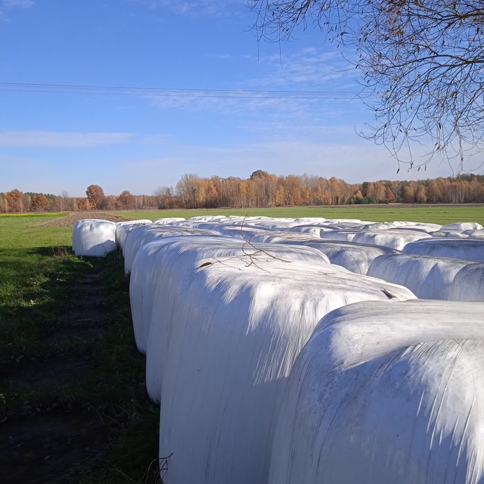 Sprzedam sianokiszonkię lub zamienię na małe cielaki.