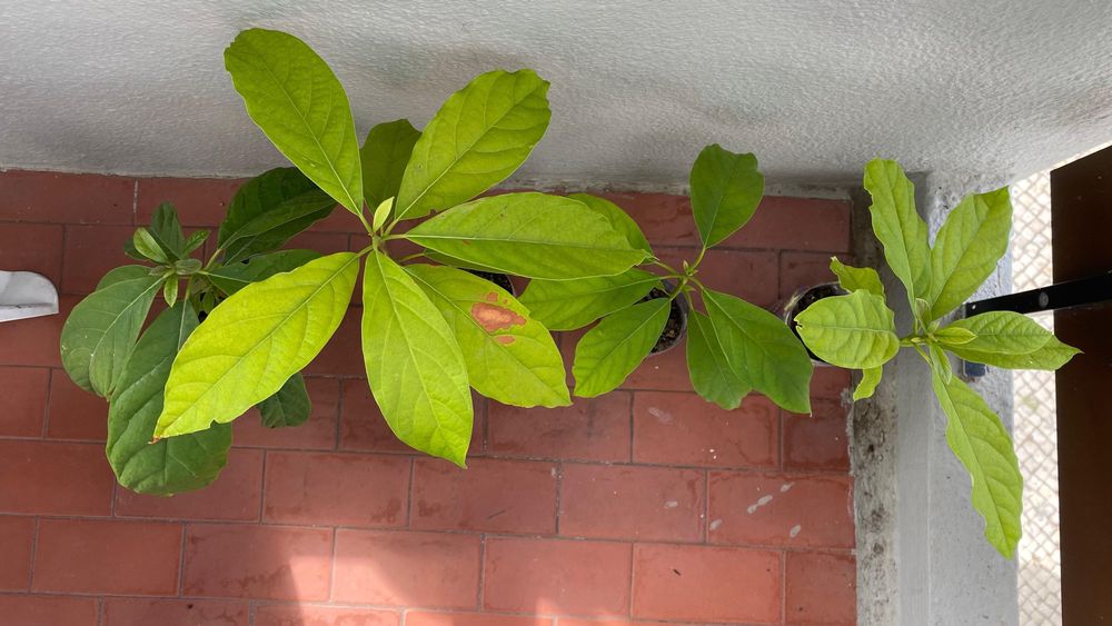 Pequenos Abacateiros