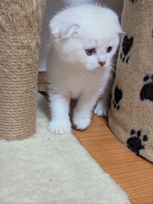 Kot rasy Scottish Fold, rodowód