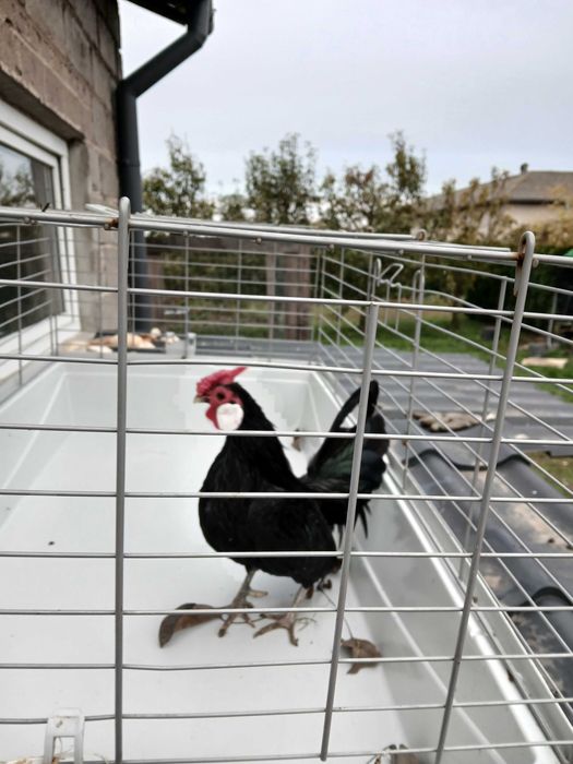 kogut bantamki , lub para