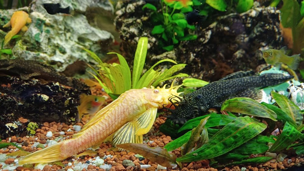 Glonojad  albinos samiec.