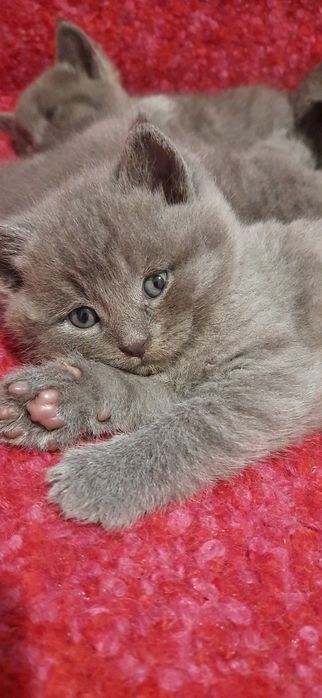 Британські кошенята