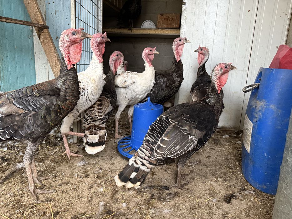 Peruas criadas naturalmente