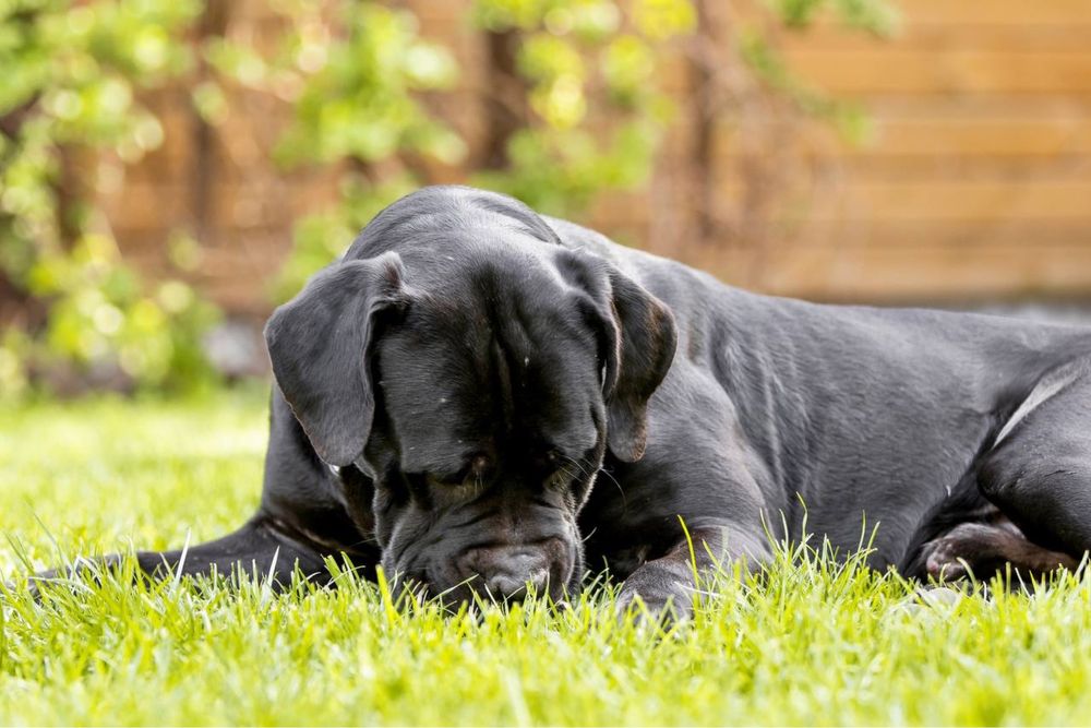 Титулованый кобель, черного окраса
