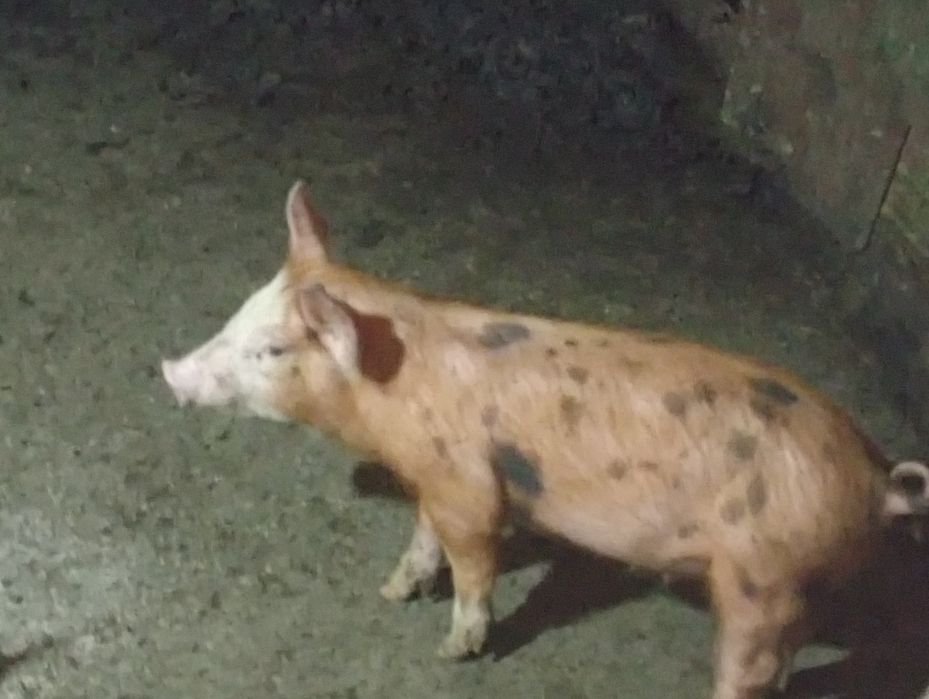 Поросята. Петрен-Дюрок