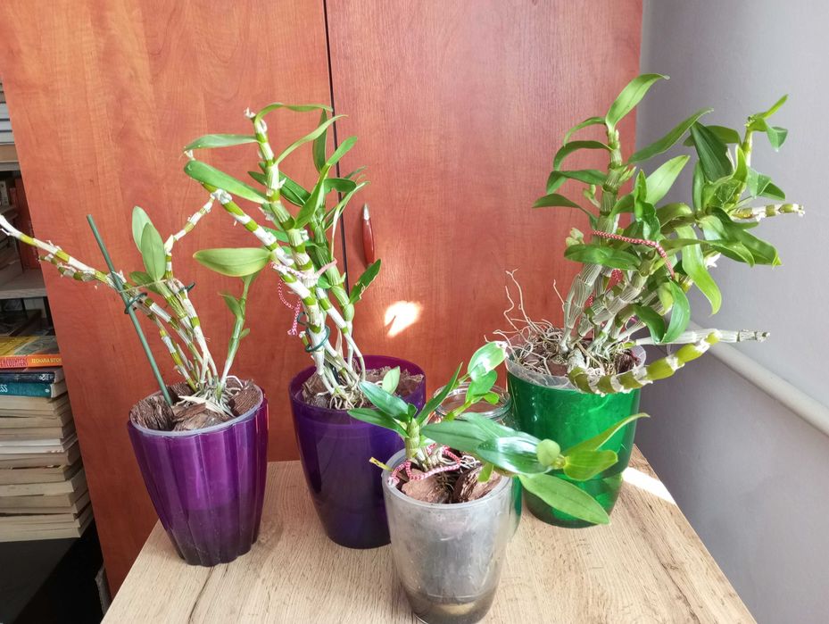 Орхідея Дендробіум Нобіле