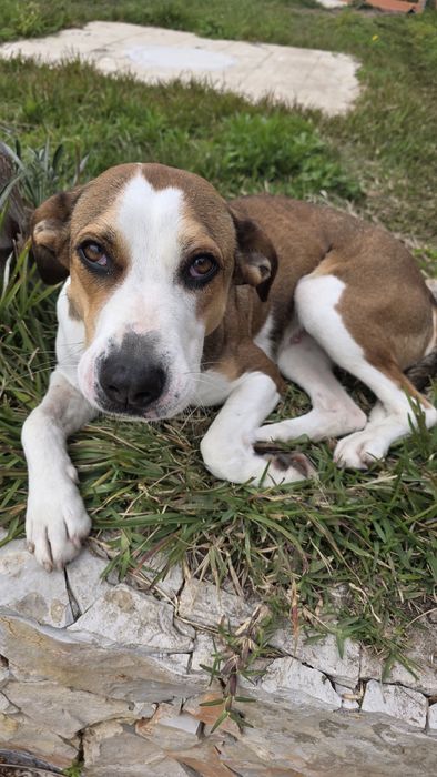 Cadela esterilizada,  super meiga e docil .
