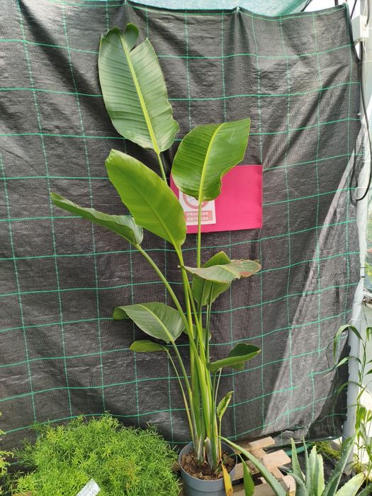 Estrelícia Augusta (Estrelícia de flor branca gigante) - planta em vaso