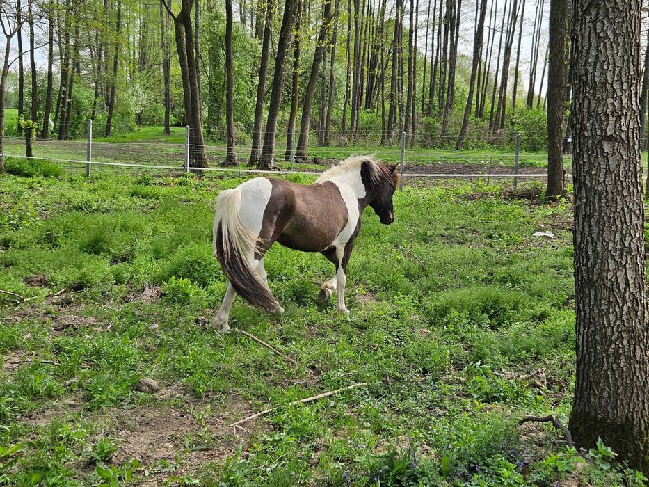 Urodziwy młody wałach huculski o złotym charakterze - OLSEN (HROBY)