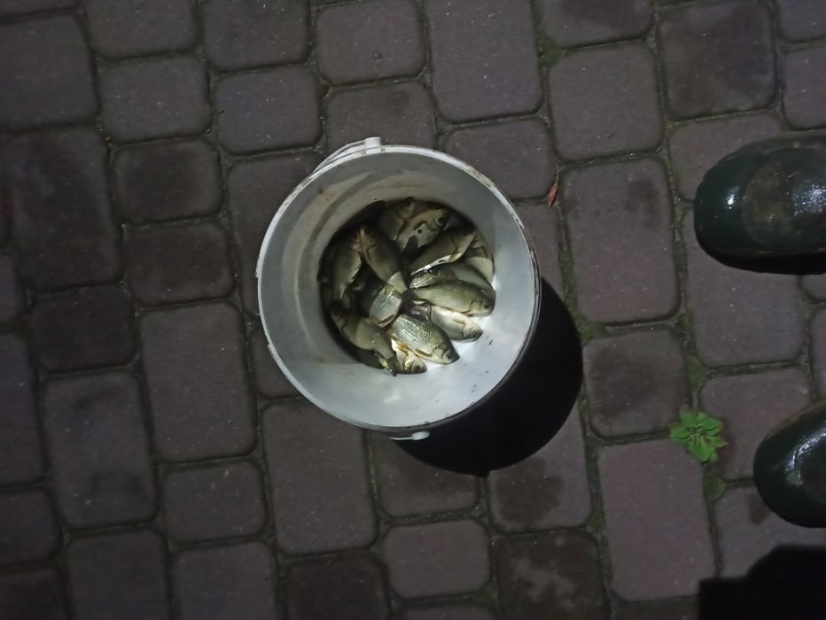 Narybek karasia /również bardzo dobry na  żywca
