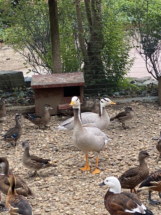 Patos dendrocisne / mandarim /carolino,