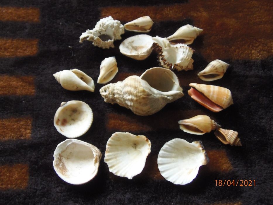 Muszle z nad morza oceanu