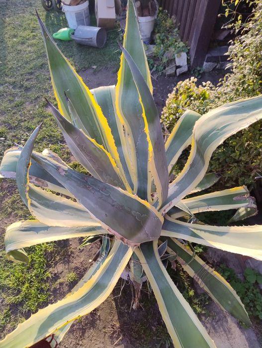 Agawa olbrzym w paski sprzedam