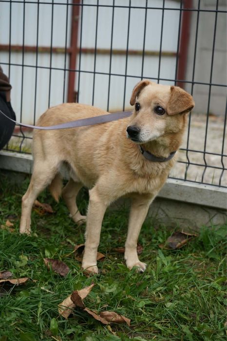 Piekny piesio do adopcji
