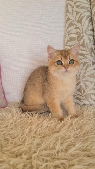 Дівчинка золота шиншила