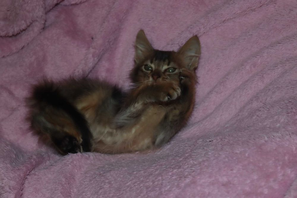 Абиссинец длиник - сомалиец котик