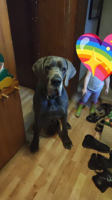 Dog niemiecki do adopcji, błękitny FCI, samiec