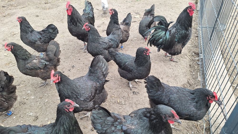 Jaja legowe australorp