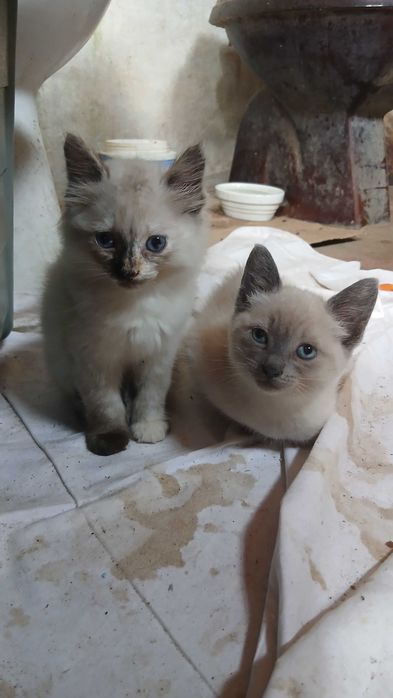 Gatinhas para adoção