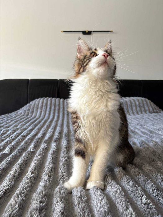 Кішечка мейн-кун WCF • шикарна генетика • тато чемпіон