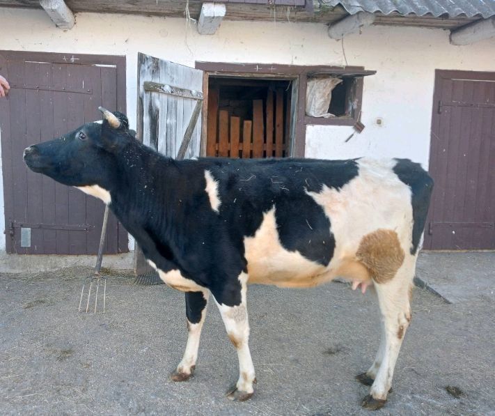 Продається молода корова