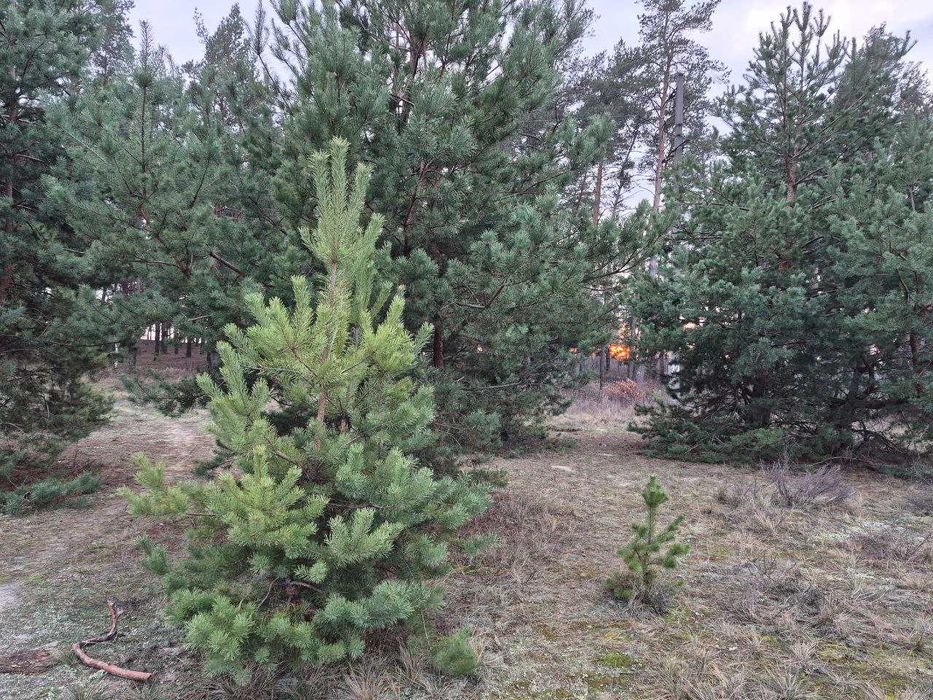 Продам будинок с.Зідьки біля хвойного лісу !