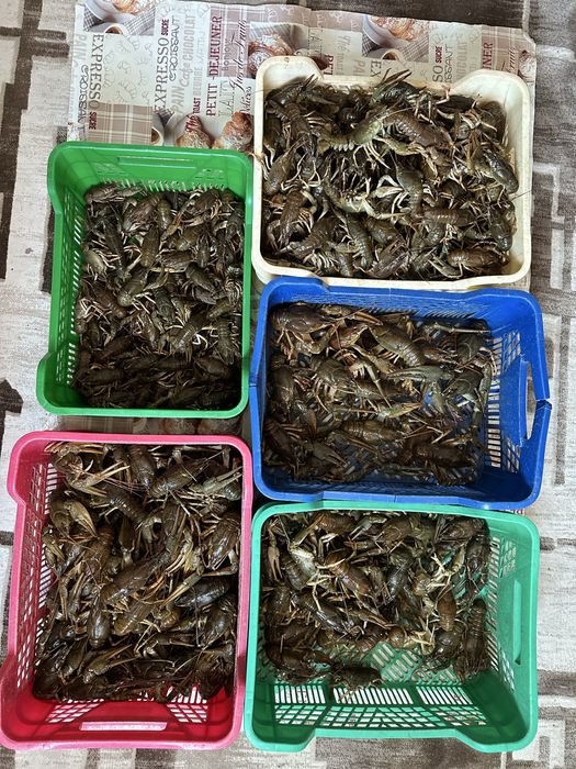 Раки живі, живі раки, можлива варка, раки, варені раки