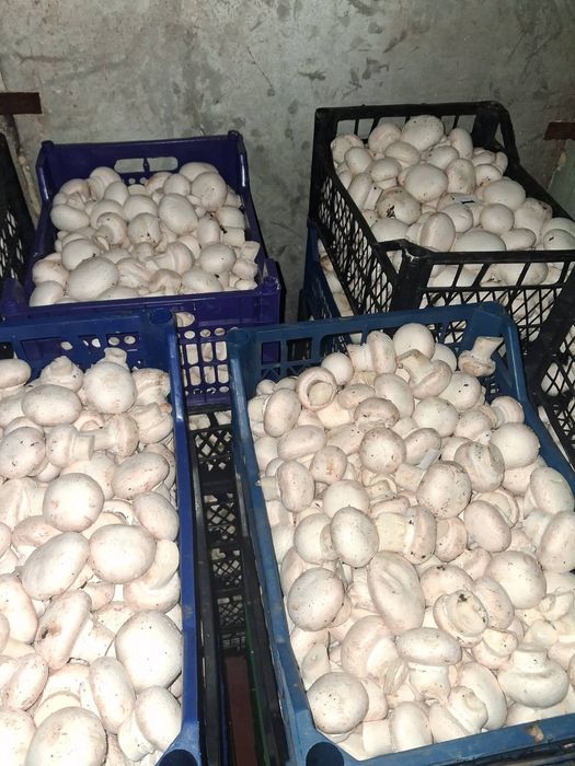 Печериці  гриби гуртом Шампиньоны оптом Шукаю оптових продавців