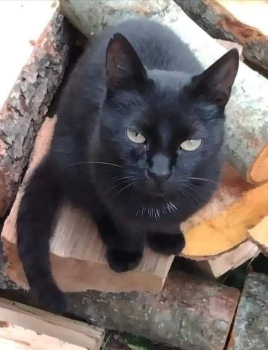 Кішечка шукає дім