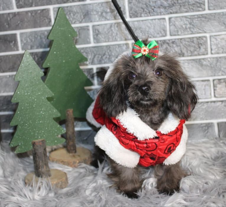 Yorkiepoo Yorkipoo nie Maltipoo uroczy malutki piesek