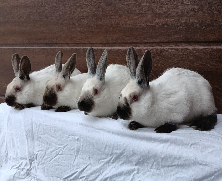 Kalifornijski Czarny Hawana Rodowód Samice. Samiec