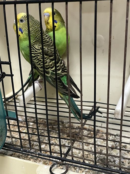 Casal de periquitos reprodutores