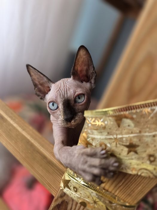 Sfinks Canadian sphynx