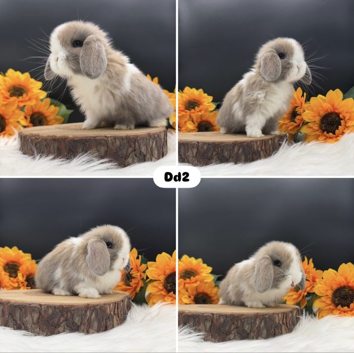 Króliczek Mini Lop