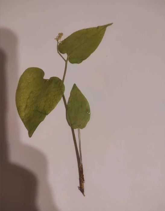 Rośliny 15 szt do zielnika