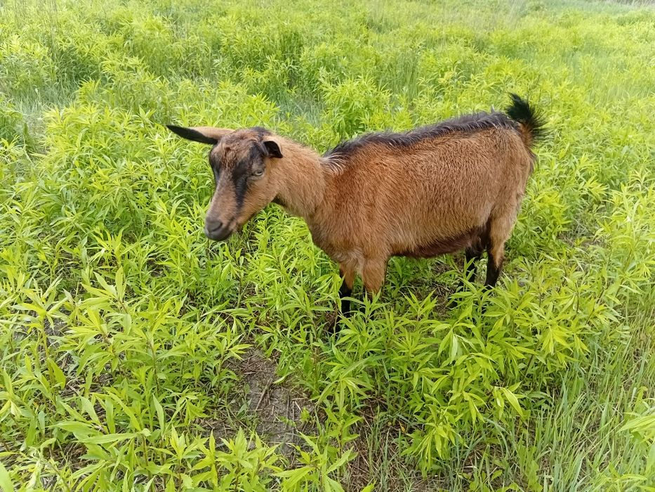 Продам альпійських кіз