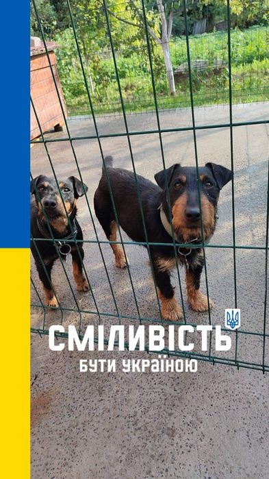 В'язка ЯГДТЕР'ЄР (з документами)