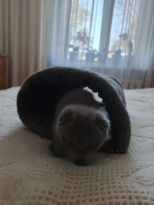 Лежанка, печера для котів