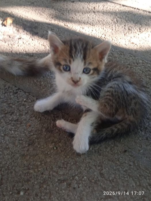 Ofereço Gatinhos bebés