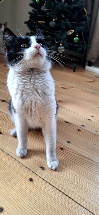 Кошеня у пошуках родини