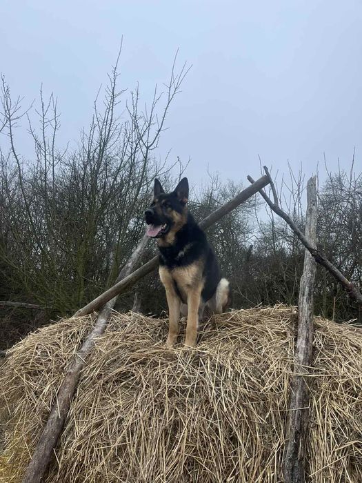 Цуценята німецької вівчарки