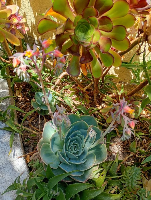 Venda de Plantas Variadas – Ornamentais e de Cultivo