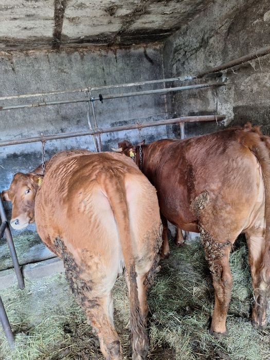 Sprzedam 2 jałówki mięsne